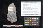 Foto (Objekt + Etikett) von Sphenopteris sp.  (NHMW-GEO-2024-0188-10807)